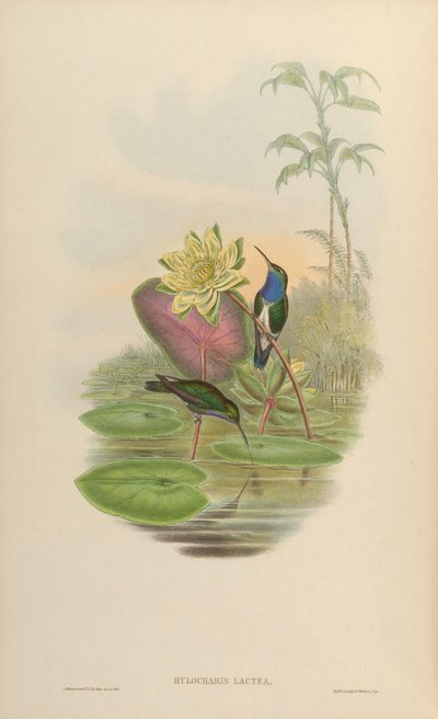 Hylocharis lactea = Amazilia lactea by John Gould